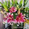 云南百合基地白百合批发香水百合单头双头三头多头鲜花鲜切