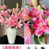 鲜花云南直发多头百合花鲜花水养香水百合鲜切花真花束基地批发