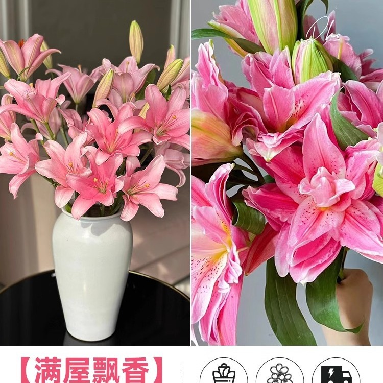 鲜花云南直发多头百合花鲜花水养香水百合鲜切花真花束基地批发
