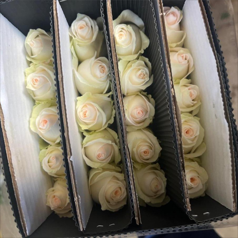 单头玫瑰花云南鲜花直批花店家用教师节母亲节花卉批发可一件代发
