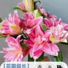 鲜花云南直发多头百合花鲜花水养香水百合鲜切花真花束基地批发