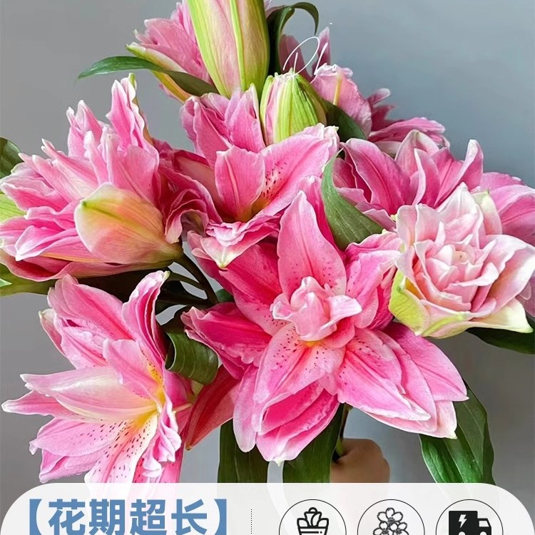 鲜花云南直发多头百合花鲜花水养香水百合鲜切花真花束基地批发