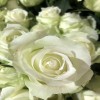 单头玫瑰花云南鲜花直批花店家用教师节母亲节花卉批发可一件代发
