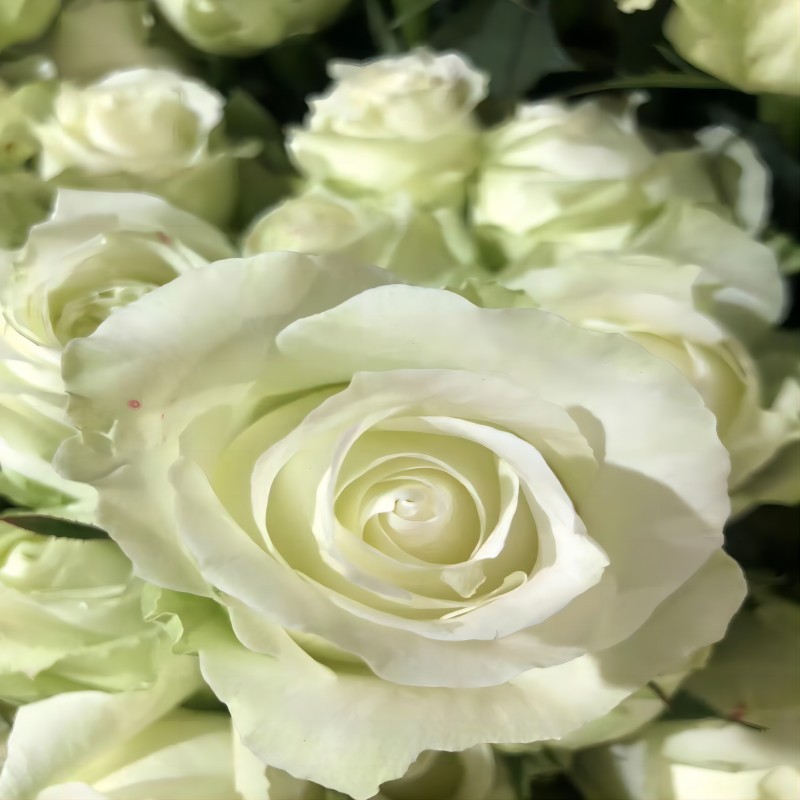 单头玫瑰花云南鲜花直批花店家用教师节母亲节花卉批发可一件代发