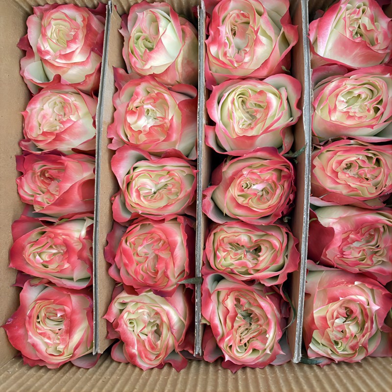 单头玫瑰花云南鲜花直批花店家用教师节母亲节花卉批发可一件代发