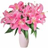 鲜花云南直发多头百合花鲜花水养香水百合鲜切花真花束基地批发