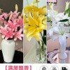 鲜花云南直发多头百合花鲜花水养香水百合鲜切花真花束基地批发