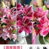 鲜花云南直发多头百合花鲜花水养香水百合鲜切花真花束基地批发