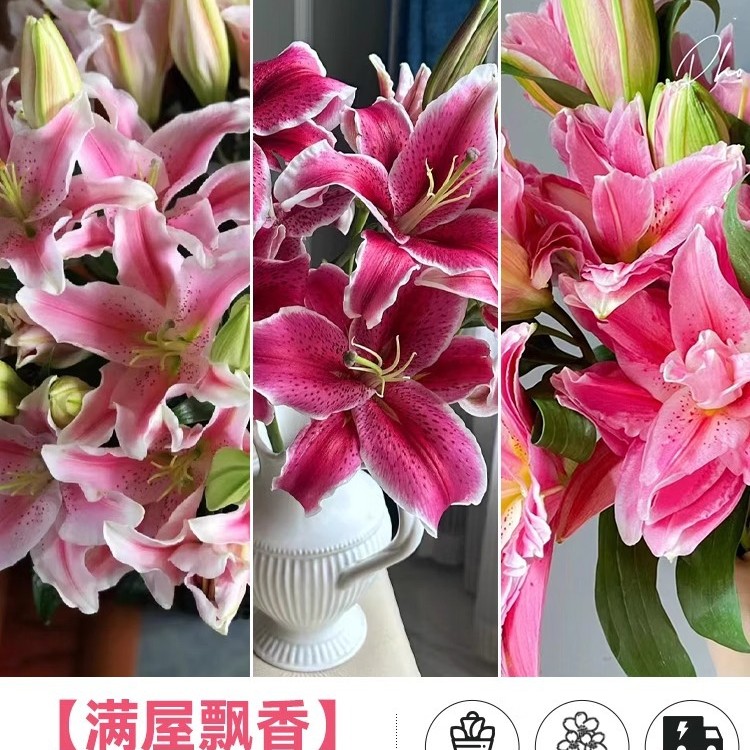 鲜花云南直发多头百合花鲜花水养香水百合鲜切花真花束基地批发