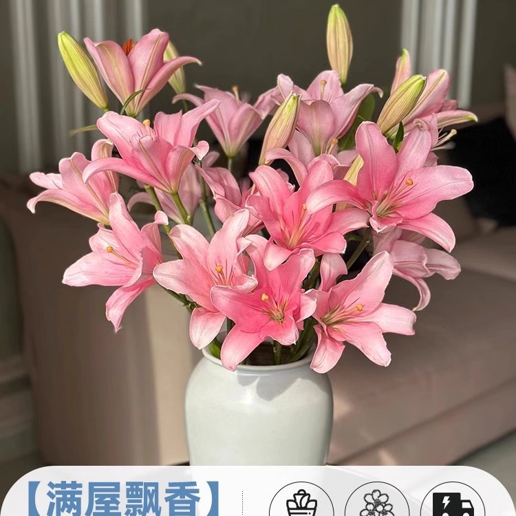 鲜花云南直发多头百合花鲜花水养香水百合鲜切花真花束基地批发