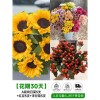 泰迪向日葵鲜花批發摆摊鲜花云南直发基地真花材鲜切花期长插花束