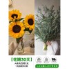 泰迪向日葵鲜花批發摆摊鲜花云南直发基地真花材鲜切花期长插花束
