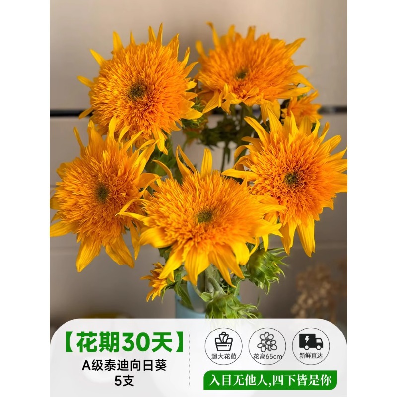 泰迪向日葵鲜花批發摆摊鲜花云南直发基地真花材鲜切花期长插花束