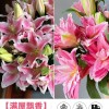 鲜花云南直发多头百合花鲜花水养香水百合鲜切花真花束基地批发