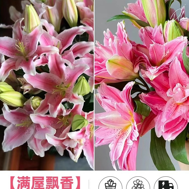 鲜花云南直发多头百合花鲜花水养香水百合鲜切花真花束基地批发