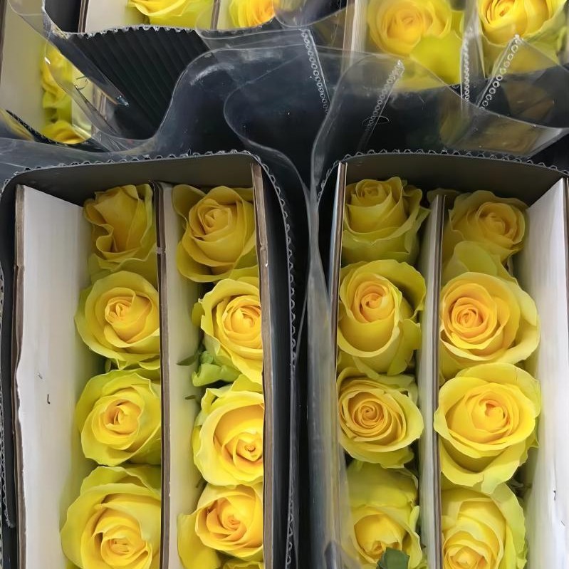单头玫瑰花云南鲜花直批花店家用教师节母亲节花卉批发可一件代发