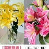 鲜花云南直发多头百合花鲜花水养香水百合鲜切花真花束基地批发