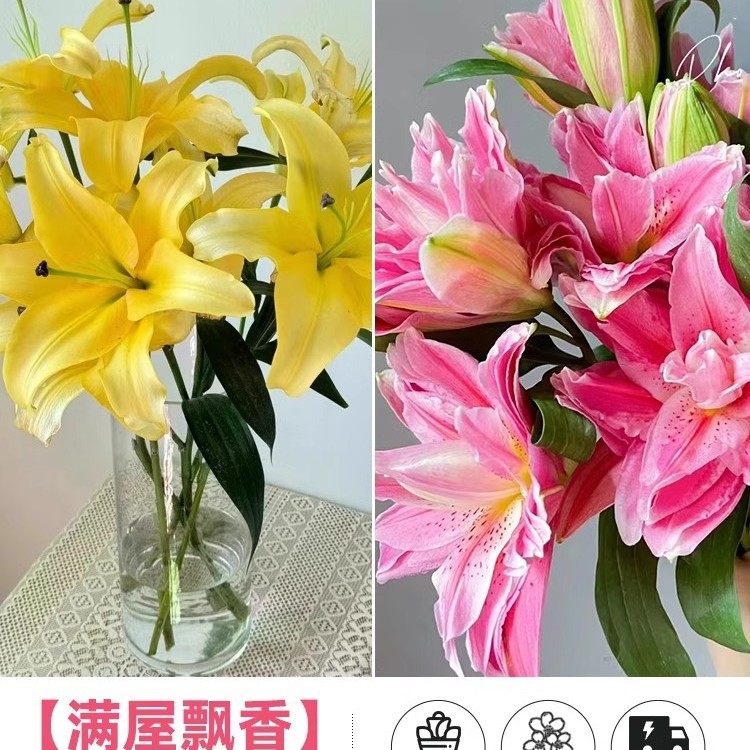 鲜花云南直发多头百合花鲜花水养香水百合鲜切花真花束基地批发