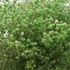 满天星干花永生花装饰材料批发零售家居婚庆跨境厂家直销