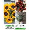 泰迪向日葵鲜花批發摆摊鲜花云南直发基地真花材鲜切花期长插花束