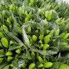 黄天霸黄色香水百合鲜花批发云南基地直发水培鲜切花摆摊插花插瓶
