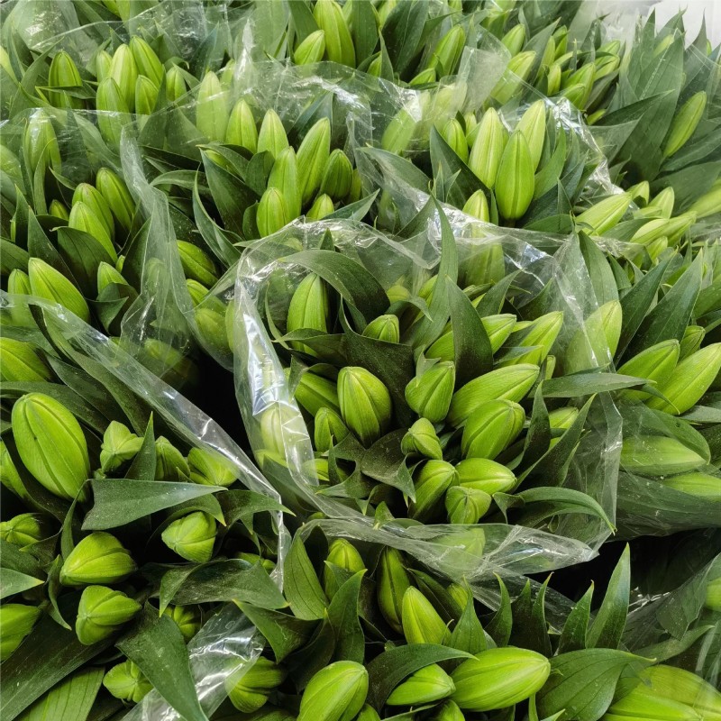 黄天霸黄色香水百合鲜花批发云南基地直发水培鲜切花摆摊插花插瓶