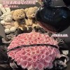 鲜花999同北京束99朵玫瑰花199速递上海配送城生日订婚七夕