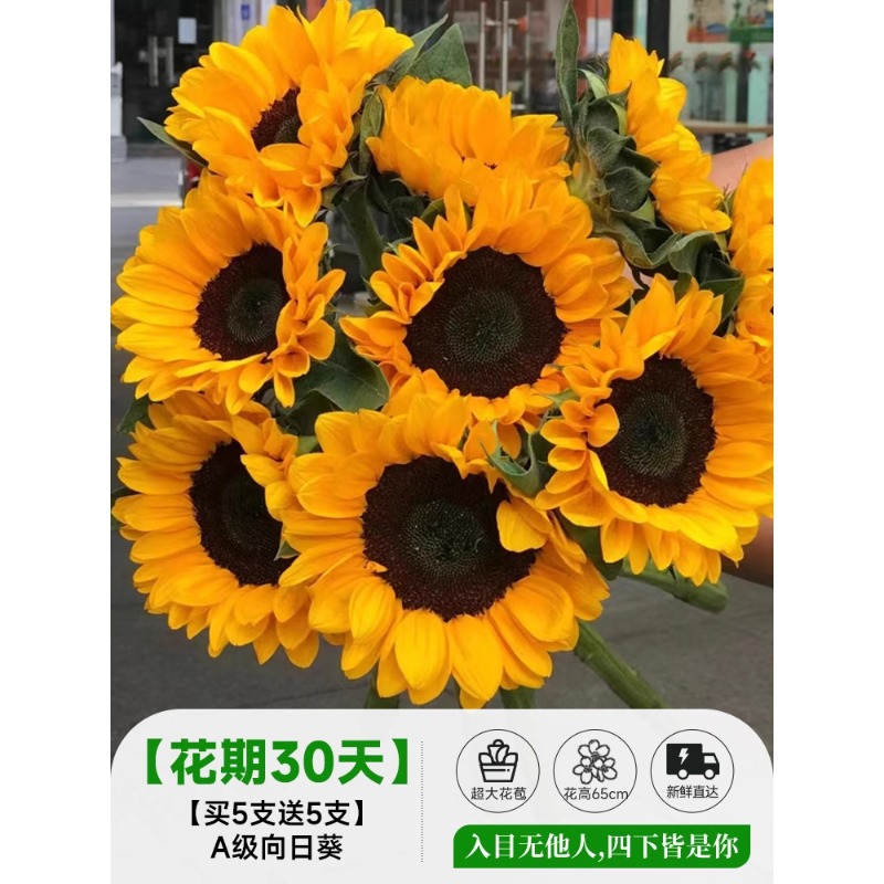 泰迪向日葵鲜花批發摆摊鲜花云南直发基地真花材鲜切花期长插花束