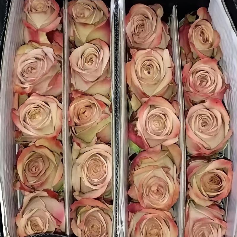 单头玫瑰花云南鲜花直批花店家用教师节母亲节花卉批发可一件代发