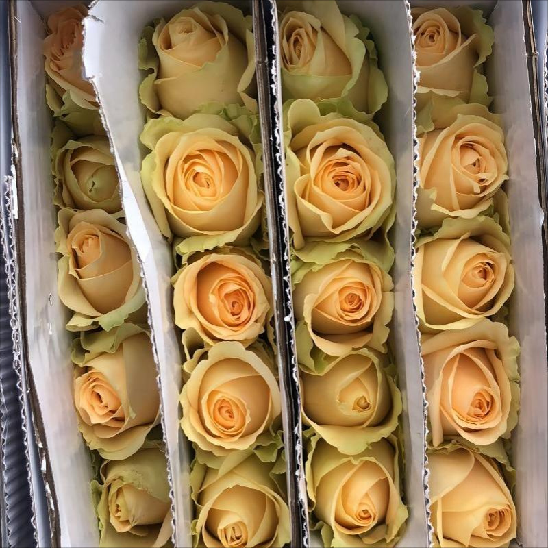 单头玫瑰花云南鲜花直批花店家用教师节母亲节花卉批发可一件代发