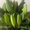 黄天霸黄色香水百合鲜花批发云南基地直发水培鲜切花摆摊插花插瓶