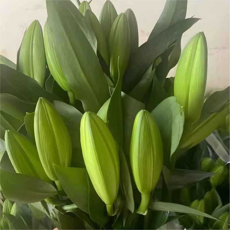 黄天霸黄色香水百合鲜花批发云南基地直发水培鲜切花摆摊插花插瓶