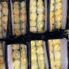 单头玫瑰花云南鲜花直批花店家用教师节母亲节花卉批发可一件代发