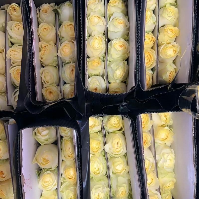 单头玫瑰花云南鲜花直批花店家用教师节母亲节花卉批发可一件代发