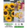 泰迪向日葵鲜花批發摆摊鲜花云南直发基地真花材鲜切花期长插花束