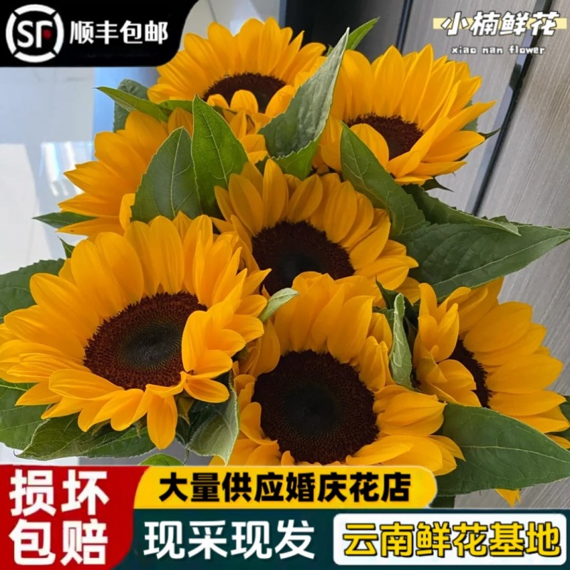 云南基地直发向日葵鲜花花束水养插花客厅装饰送女友送人老师朋友
