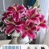 鲜花云南直发多头百合花鲜花水养香水百合鲜切花真花束基地批发