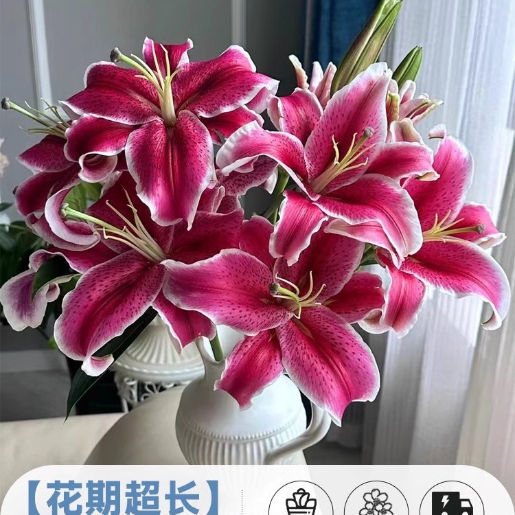 鲜花云南直发多头百合花鲜花水养香水百合鲜切花真花束基地批发