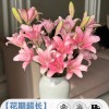 鲜花云南直发多头百合花鲜花水养香水百合鲜切花真花束基地批发