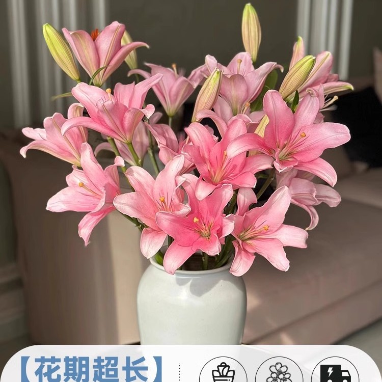 鲜花云南直发多头百合花鲜花水养香水百合鲜切花真花束基地批发
