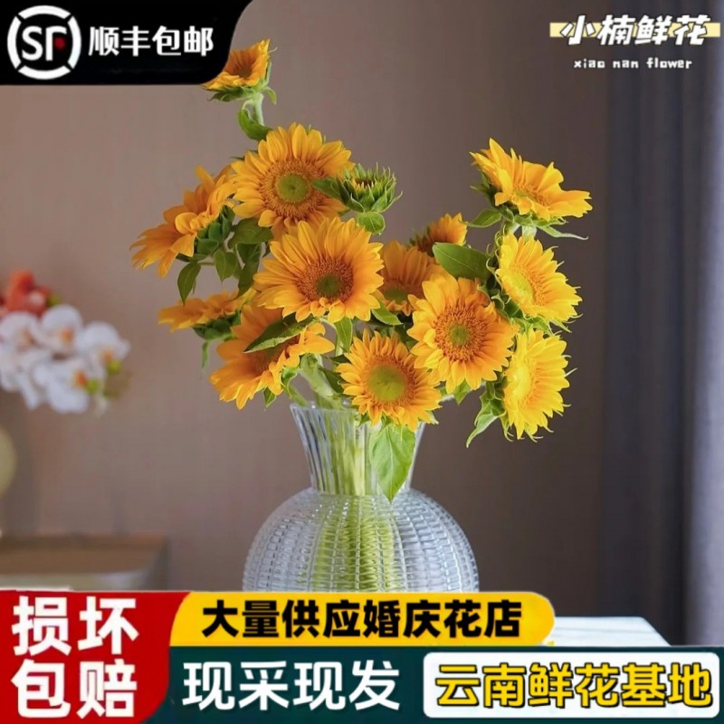 云南基地直发向日葵鲜花花束水养插花客厅装饰送女友送人老师朋友