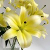 黄天霸黄色香水百合鲜花批发云南基地直发水培鲜切花摆摊插花插瓶