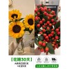 泰迪向日葵鲜花批發摆摊鲜花云南直发基地真花材鲜切花期长插花束