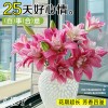 鲜花云南直发多头百合花鲜花水养香水百合鲜切花真花束基地批发