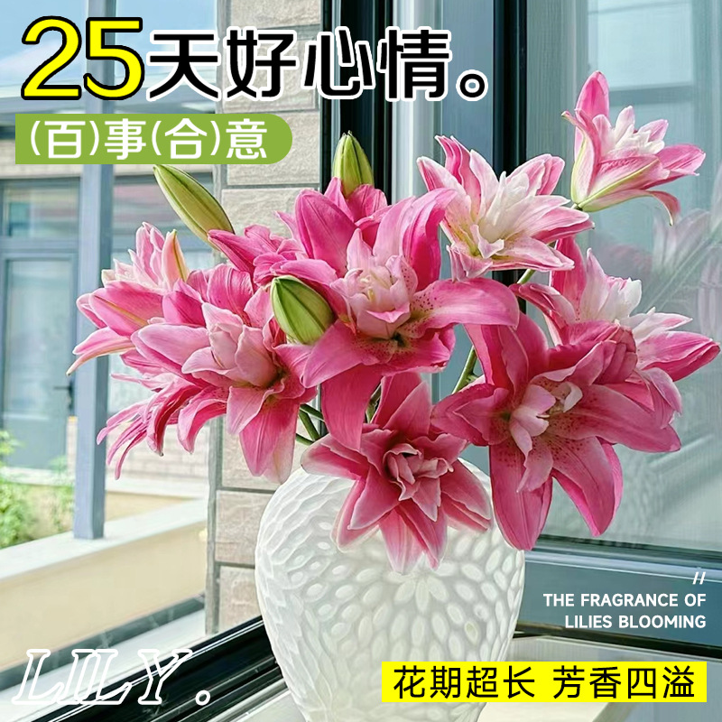 鲜花云南直发多头百合花鲜花水养香水百合鲜切花真花束基地批发