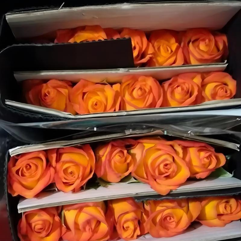 单头玫瑰花云南鲜花直批花店家用教师节母亲节花卉批发可一件代发