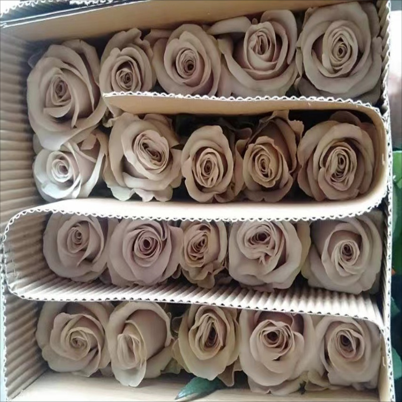 单头玫瑰花云南鲜花直批花店家用教师节母亲节花卉批发可一件代发