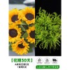 泰迪向日葵鲜花批發摆摊鲜花云南直发基地真花材鲜切花期长插花束