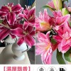 鲜花云南直发多头百合花鲜花水养香水百合鲜切花真花束基地批发