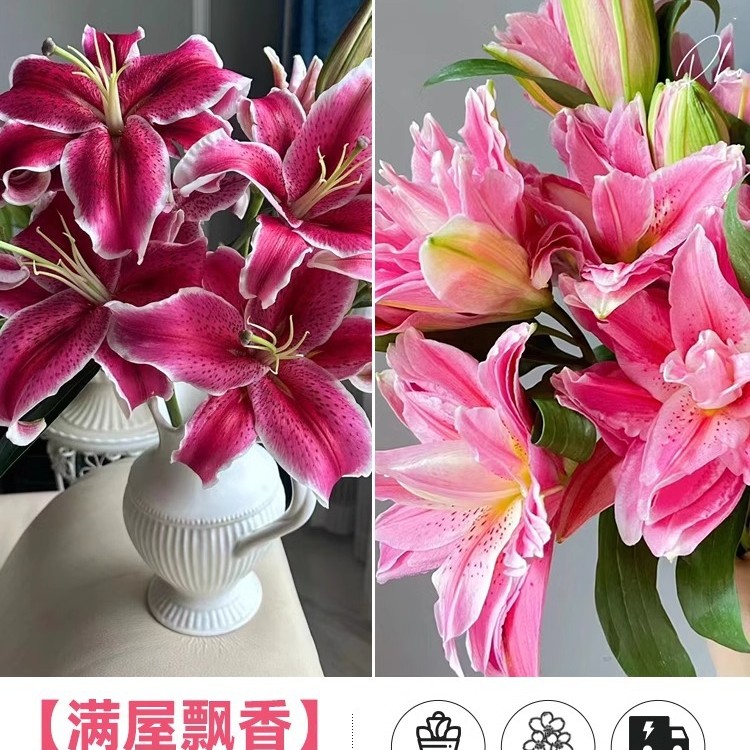 鲜花云南直发多头百合花鲜花水养香水百合鲜切花真花束基地批发
